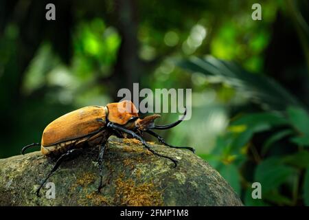 Nashorn Elefantenkäfer, Megasoma-Elephas, großes Insekt aus Regenwald in Costa Rica. Käfer sitzt auf Stein im grünen Dschungel Lebensraum. Breite Stockfoto