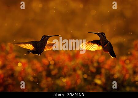 Sonnenuntergang mit Kolibris im Flug. Talamanca bewunderungswerter Kolibri, Eugenes spectabilis, Porträt eines schönen Vogels mit Abendlicht. Wildtierszene f Stockfoto