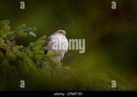 Raubvogel Eurasischer Sperber, Accipiter nisus, sitzend auf Fichte bei starkem Regen im Wald. Vogel im grünen Lebensraum. Sparrowhawk in Stockfoto