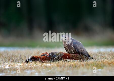 Bussard mit Schlachtfasanenkarkasse auf der Waldwiese. Buteo buteo mit abgestorbener gewöhnlicher Fasan. Fütterungsverhalten Szene aus der Natur. Schwarzer Vogel aus G Stockfoto