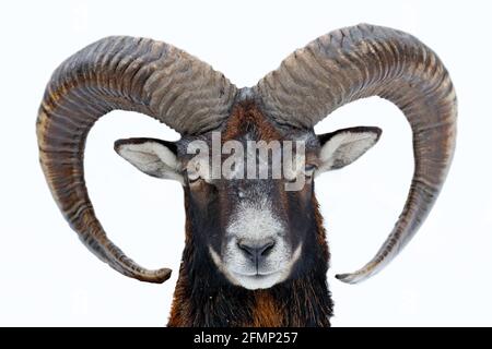Mufflon, Ovis orientalis, gehörnte Tier im Schnee Natur Lebensraum. Nahaufnahme eines Säugetiers mit großem Horn, Tschechische Republik. Kalte verschneite Baumvegetation, Stockfoto