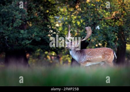 Majestätisch kraftvoll erwachsener Damhirsch, Dama dama, auf der gree-Wiese mit Wald, Tschechien, Europa. Wildtierszene aus der Natur, Europa. tse Stockfoto