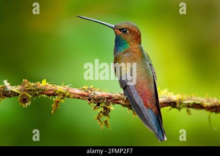 Kolibri im Flug, grüner Wald-Naturlebensraum, Weißschwanziger Hillstar, Urochroa bougueri, Montezuma, Kolumbien. Stockfoto