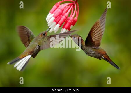 Weißschwanz-Hillstar, Urochroa bougueri, zwei Kolibris im Flug durch die Ping-Blume, grüner und gelber Hintergrund, zwei Futtervögel in der Natur Stockfoto