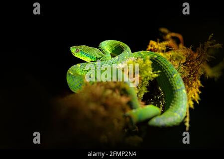 Grüne Palme-Pitviper, Bothriechis lateralis, Gefahr Giftschlange in der Natur Lebensraum, Tapantí NP, Costa Rica. Giftiges grünes Reptil in der Natur ha Stockfoto