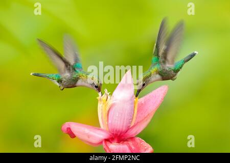 Zwei Kolibris aus Kolumbien. Andensmaragd, Amazilia franciae, mit rosa roter Blume, klar grüner Hintergrund, Kolumbien. Wildlife-Szene aus der Natur. Stockfoto