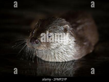 Kopfschuss einer wilden eurasischen Otter (Lutra lutra) in der Nacht Stockfoto