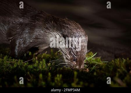 Nahaufnahme einer wilden eurasischen Otter (Lutra lutra), die an Land geht und einen Duft im Moos riecht (Bryophyta spec.) Stockfoto