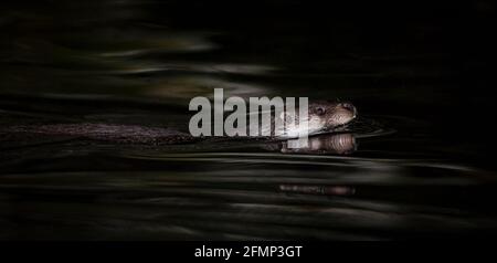 Eine wilde eurasische Otter (Lutra lutra), die nachts schwimmt Stockfoto