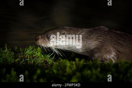 Nahaufnahme einer wilden eurasischen Otter (Lutra lutra) Wandern an Land Stockfoto