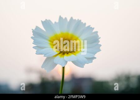 Weißes mexikanisches Sonnenblumenkraut (Tithonia diversifolia). Blume aus gelben Blütenblättern mit selektivem Fokus. Stockfoto