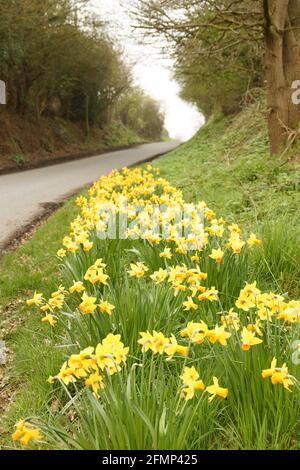 Wilde Narzissen blühen im frühen Frühjahr an einem Straßenrand Im ländlichen Shropshire England Stockfoto