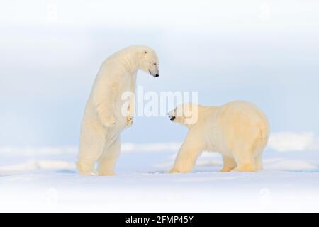 Eisbären tanzen Kampf auf dem Eis. Zwei Bären lieben auf treibendem Eis mit Schnee, weiße Tiere im Naturlebensraum, Svalbard, Norwegen. Tiere spielen in s Stockfoto