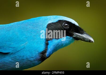 türkishäher, Cyanolyca turcosa, Detailportrait eines schönen blauen Vogels aus dem Tropenwald, Gunago, Ecuador. Nahaufnahme des Bills von jay im dar Stockfoto