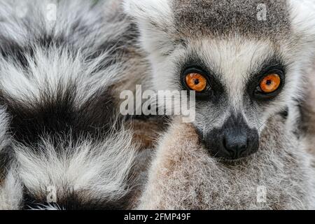 Gesicht mit langem Taill. Detail Porträt von niedlichen Affen. Ringschwanz-Lemur, Lemur catta, mit gelbem, klarem Hintergrund. Tier aus Madagaskar, Afrika. Cl Stockfoto