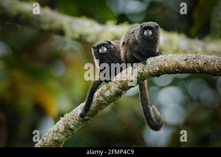 Schwarzmantle Tamarin (Saguinus nigricollis), Affe aus dem Sumaco Nationalpark in Ecuador. Wildlife-Szene aus der Natur. Tamarin sitzt auf dem Baumstamm Stockfoto