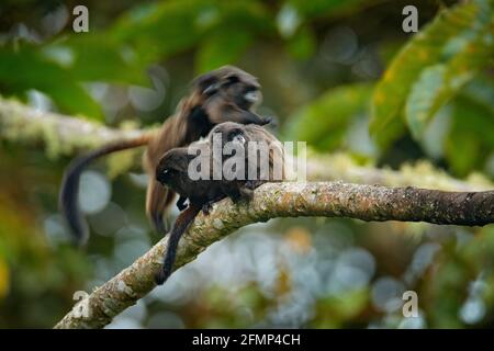 Schwarzmantle Tamarin (Saguinus nigricollis), Affe aus dem Sumaco Nationalpark in Ecuador. Wildlife-Szene aus der Natur. Tamarin sitzt auf dem Baumstamm Stockfoto