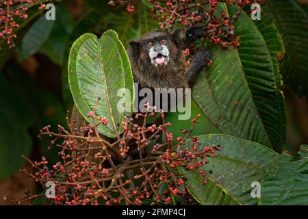 Schwarzmantle Tamarin (Saguinus nigricollis), Affe aus dem Sumaco Nationalpark in Ecuador. Wildlife-Szene aus der Natur. Tamarin sitzt auf dem Baumstamm Stockfoto