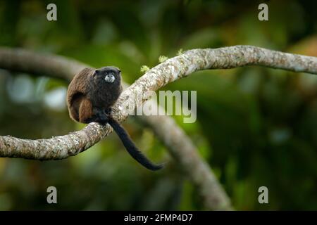 Schwarzmantle Tamarin (Saguinus nigricollis), Affe aus dem Sumaco Nationalpark in Ecuador. Wildlife-Szene aus der Natur. Tamarin sitzt auf dem Baumstamm Stockfoto