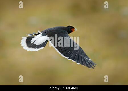 Carunculated caracara, Phalcoenus carunculatus, schöner Greifvogel aus Antisana in Ecuador. Vogel im Flug. Vogelbeobachtung in Südamerika. Stockfoto