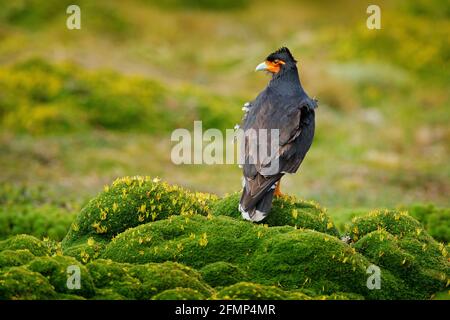 Carunculated caracara, Phalcoenus carunculatus, schöner Greifvogel aus Antisana in Ecuador. Caracara in Höhenlage Berglebensraum, grün h Stockfoto