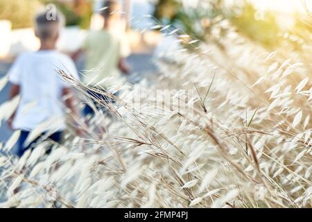 Wilde Hafer Pflanzen. Avena fatua, bekannt als das gewöhnliche Wildhafengras in der Hafergattung. Nahaufnahme Stockfoto