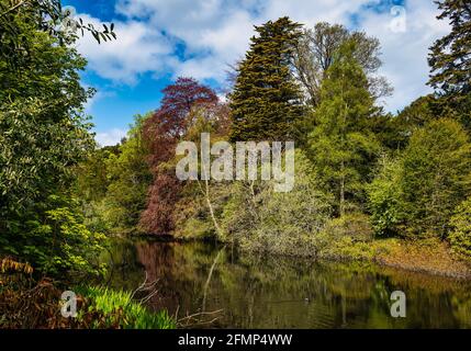 East Lothian, Schottland, Großbritannien, 11. Mai 2021. Wetter in Großbritannien: Sonnenschein am Smeaton-See erstrahlt in den Farben der neuen Blätter auf den reifen Bäumen, darunter eine Kupferbuche (Fagus sylvatica purpurea) Stockfoto