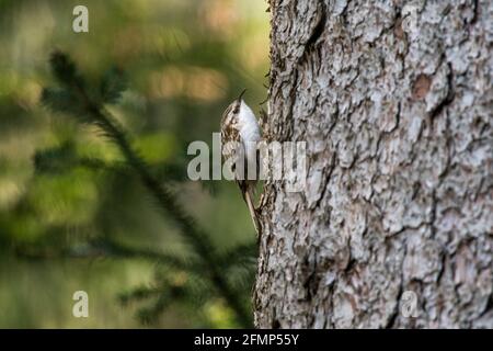 Eurasischer Baumkäfer (Certhia familiaris) auf einem Ast im Emmental Stockfoto