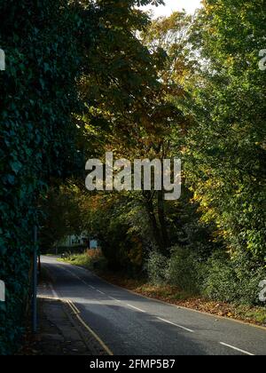 Eine einladende, von Bäumen gesäumte Landstraße im Herbst, die einen Tagesausflug in die Schönheit und Ruhe der britischen Landschaft verspricht. Stockfoto