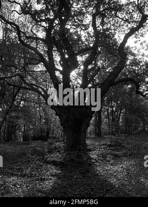 Dramatische, hinterleuchtete Ansicht eines knarrigen, uralten und mythisch anmutenden Baumes, der im Wald von seinen Gefährten absteht. Stockfoto