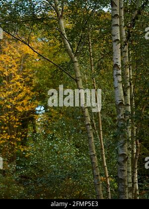 Ein Blick durch das Laub des Waldes, der sich auf die komplizierte Textur einer kleinen Gruppe silberner Birkenstämme konzentriert, mit goldenen Herbstblättern dahinter. Stockfoto