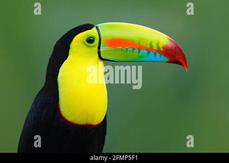 Tierwelt aus Yucatán, Mexiko, tropischer Vogel. Toucan sitzt auf dem Ast im Wald, grüne Vegetation. Natur Urlaub in Mittelamerika. Stockfoto