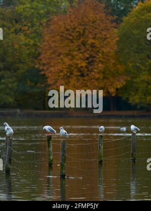 Eine kleine Gruppe von Schwarzkopfmöwen, die auf in einem Waldsee versunkenen Pfosten thront, mit einem Stand herbstlicher Bäume dahinter, die sich in den stillen Gewässern spiegeln. Stockfoto