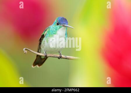 Kolibri aus Kolumbien. Andensmaragd, Amazilia franciae, mit rosa roter Blume, klar grüner Hintergrund, Kolumbien. Wildlife-Szene aus der Natur. Hmm Stockfoto