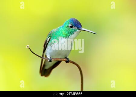 Kolibri aus Kolumbien. Andensmaragd, Amazilia franciae, mit rosa roter Blume, klar grüner Hintergrund, Kolumbien. Wildlife-Szene aus der Natur. Hmm Stockfoto