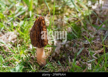 Morchella conica im Wald. Nahaufnahme. Stockfoto