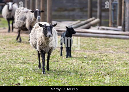 Mehrere Schafe auf einer Wiese im Hof eines landwirtschaftlichen, landwirtschaftlichen und landwirtschaftlichen Konzepts Stockfoto