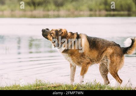 Hund Schüttelt Wassertropfen Nach Dem Schwimmen Im Sommer Ab Tag Stockfoto