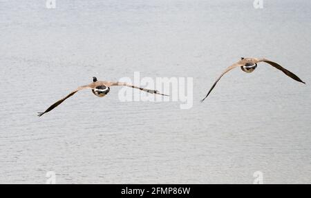 Paar Kanadagänse fliegen (Branta canadensis) Stockfoto