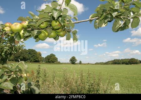 Bramley Kochen Äpfel oder Malus domestica "Bramley's Setzling" ein beliebtes Britische Sorte, die in einem Obstgarten in einer englischen Landwirtschaft wächst Landschaft Stockfoto