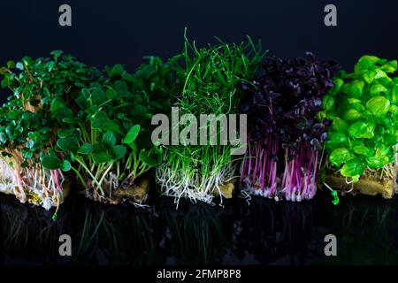 Gemischte gekeimte Samen isoliert auf schwarzem Hintergrund. Microgreens aus Erbsen, Basilikum und Radieschen. Stockfoto