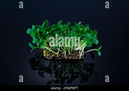 Gekeimt Sonnenblumenkerne isoliert auf schwarzem Hintergrund. Microgreens für gesundheitliche Vorteile. Stockfoto