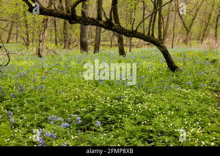 Blaue Glocken und Waldanemone Wildblumen im Wald Stockfoto