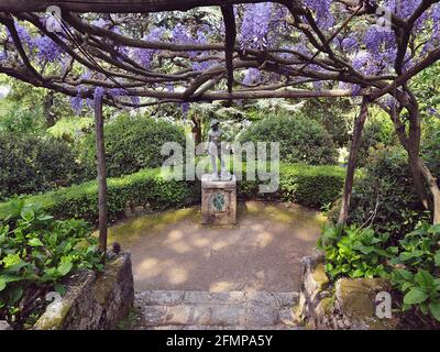 Eine große Pergola von Wisteria Sinensis färbt die Viale dell'Immenso, wo wir die Bronzestatue von David bewundern können, die vom neapolitanischen Bildhauer Gio angefertigt wurde Stockfoto