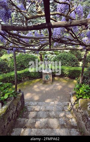 Eine große Pergola von Wisteria Sinensis färbt die Viale dell'Immenso, wo wir die Bronzestatue von David bewundern können, die vom neapolitanischen Bildhauer Gio angefertigt wurde Stockfoto