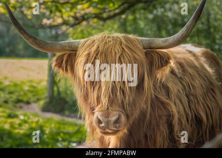 Nahaufnahme einer Highland Cow im Pollok Country Park In Glasgow schaut Schottland in die Kamera Stockfoto