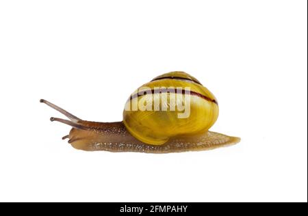 Gelbe, mittelbanderige Form der Grove-Schnecke oder der Braunlippschnecke Auf weißem Hintergrund Stockfoto