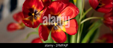 Banner mit Nahaufnahme Bouquet von roten Tulpen auf grauem texturierten Hintergrund. Verblassende rote Tulpen auf grauem Hintergrund. Weichfokus Stockfoto