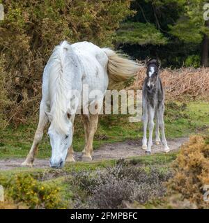 Deadman Hill, Godshill, Fordingbridge, New Forest, Hampshire, Großbritannien, 11. Mai 2021, Wetter: Ein Nachmittag voller Licht und Schatten mit vereinzelten Wolken, die in einer kühlen Brise über den Himmel rasen. Es wird erwartet, dass mehr organisierte Wolken später schwere Regenschauer nach sich ziehen werden. Ein Holzkohle-Pony-Fohlen aus dem New Forest bleibt seiner ganz weißen Mutter nahe. Kredit: Paul Biggins/Alamy Live Nachrichten Stockfoto