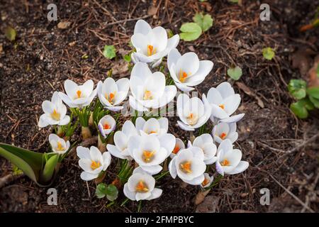 Draufsicht auf die Krokussegruppen, die auf der Wiese wachsen. Frühling blühende Natur. Stockfoto
